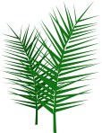 Leafy-Palm-Branches